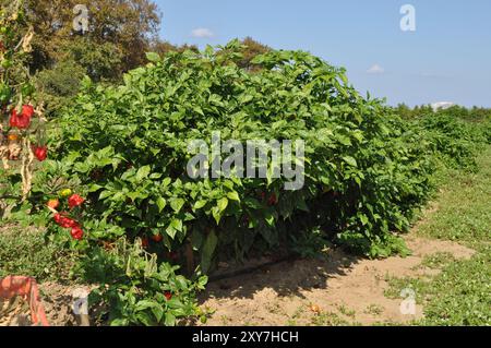 Le Capsicum sur les terres agricoles. À l'état de maturation Banque D'Images