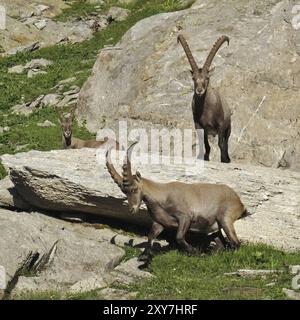 Bouquetin des Alpes, trois animaux sauvages rares Banque D'Images