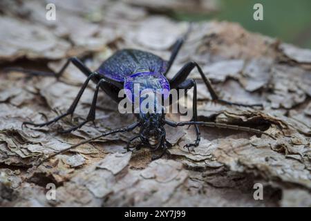 Coléoptère en bois bleu-violet, Carabus problematicus, coléoptère Banque D'Images