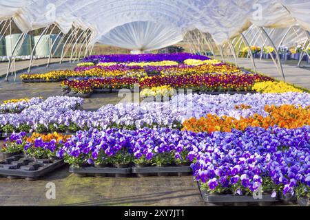 Serre en plastique hollandaise avec chemin et pansies florissantes colorées Banque D'Images