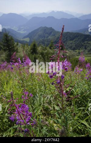 Vue sur la montagne de Hochfelln, floraison sally (Epilobium angustifolium) été, août, randonnée, randonnée en montagne, nature, téléphérique Hochfelln, montagnes Banque D'Images