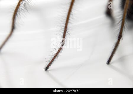 Macro photo d'un Eratigena atrica également connu sous le nom d'araignée de maison géante Banque D'Images