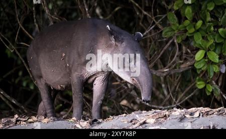 Tapir de Baird (Tapirus bairdii), juvénile, dans la forêt tropicale, parc national du Corcovado, Osa, province de Puntarena, Costa Rica, Amérique centrale Banque D'Images