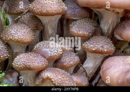 Un groupe de jeunes Hallimasch champignons dans le feuillage avec arrière-plan flou Banque D'Images