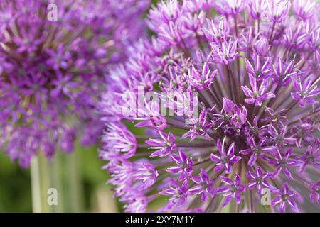 Poireaux ornementaux de près Banque D'Images