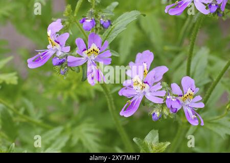 Fleur fendue à plumes, Schizanthus pinnatus, petit papillon, Schizanthus pinnatus une belle fleur Banque D'Images