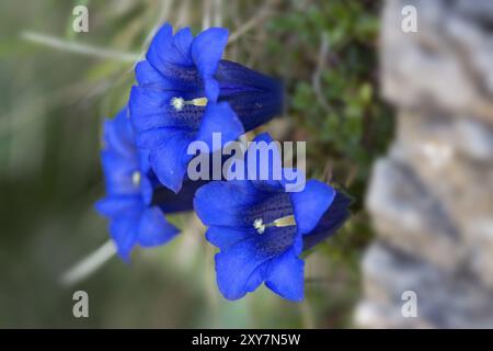 Gentiane sans pied (Gentiana clusii) Banque D'Images