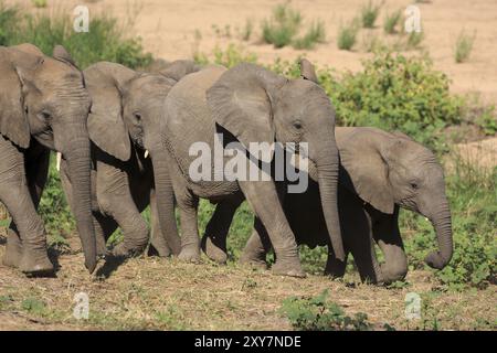 Troupeau d'éléphants sur le chemin d'un point d'eau Banque D'Images