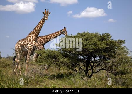 Girafe Etosha National Park Banque D'Images