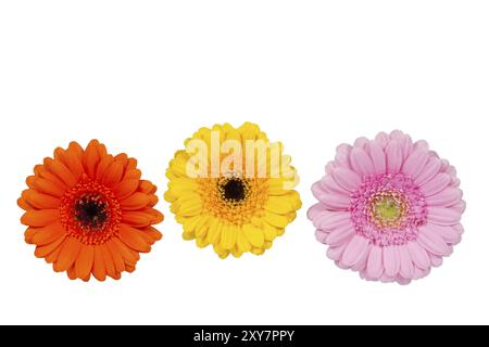 Trois fleurs colorées de gerbera sur fond blanc Banque D'Images