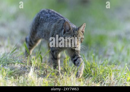 Un chat sauvage se concentre à travers une prairie verte, Wildcat (Felis silvestris), Allemagne, Europe Banque D'Images