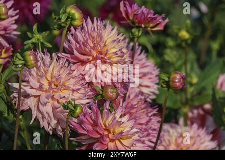 Plusieurs dahlias roses et jaunes avec des bourgeons en pleine floraison, legden, Muensterland, allemagne Banque D'Images