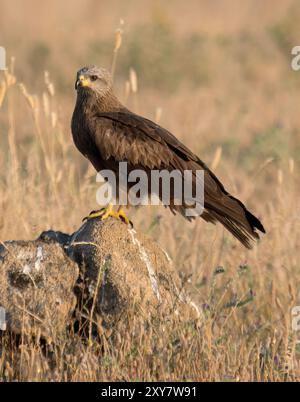 Cerf-volant noir (Milvus migrans) perché sur des rochers dans de longues prairies, Calera près de Talavera de la Reina, Espagne Banque D'Images