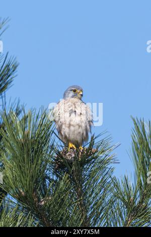 Femelle Common Kestrel assis gonflé sur un sommet de pin devant un ciel bleu Banque D'Images