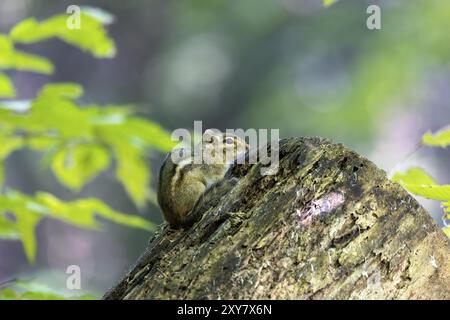 Le tchoumunk de l'est est une espèce de tchoumunk que l'on trouve dans l'est de l'Amérique du Nord Banque D'Images