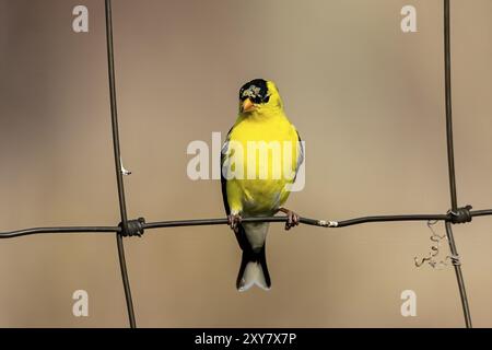 Le golfeur américain (Spinus tristis) Est un petit oiseau nord-américain Banque D'Images