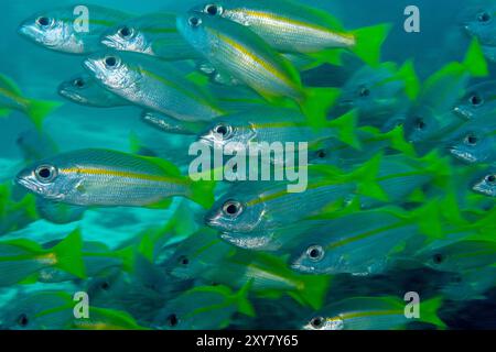 Scolarisation vivaneau à rayures bruns, Lutjanus vitta, Raja Ampat, Papouasie occidentale, Indonésie Banque D'Images