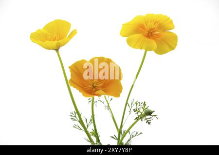 Pavot de Californie (Eschscholzia californica), facultatif Banque D'Images