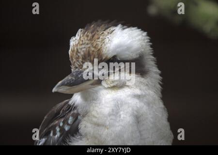 Kookaburra (Hans riant) Banque D'Images