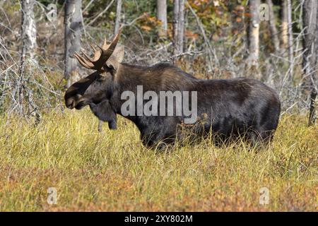 Orignal-taureau dans le parc provincial Algonquin au Canada Banque D'Images