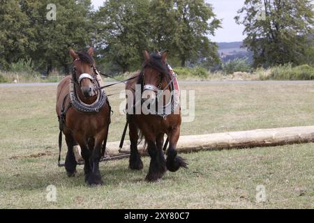 Deux chevaux ardennais déplaçant du bois Banque D'Images