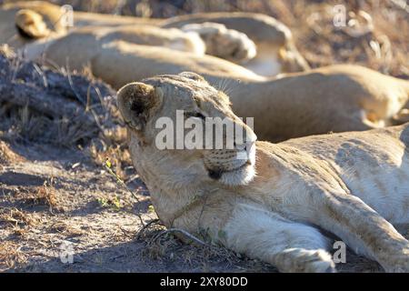 Pride of lions resting Banque D'Images