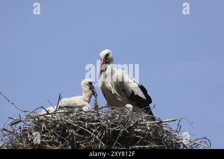 Nid de cigogne avec des poussins Banque D'Images