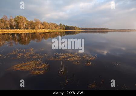 Calme lac sauvage avant le lever du soleil, Dwingelderveld Banque D'Images