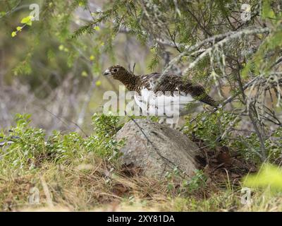 Willow ptarmigan femelle (Lagopus lagopus), cachée sous un arbre, perchée sur une pierre, en plumage d'été, mai, Laponie finlandaise Banque D'Images