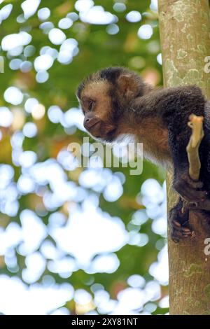 Jeune noir singe Capouchin de grimper sur un arbre dans la forêt tropicale de Rio de Janeiro Banque D'Images