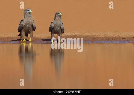 Cerf-volant noir, (Milvus aegyptius), Morgan Kunda Lodge / Road to Kat, Jajari, North Bank, Gambie, Afrique Banque D'Images