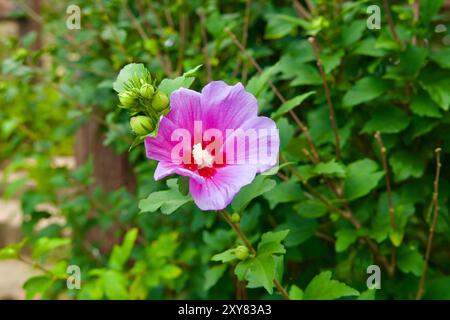 Comté de Goseong, Corée du Sud - 28 juillet 2024 : gros plan d'une belle fleur d'hibiscus rose en pleine floraison, avec un feuillage vert en arrière-plan, captu Banque D'Images