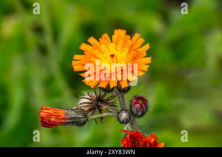 Ranunculus ficaria 'Brazen Hussy' une plante à fleurs printanières d'été avec une fleur de printemps orange jaune communément appelée moindre célandine, jardinage Banque D'Images