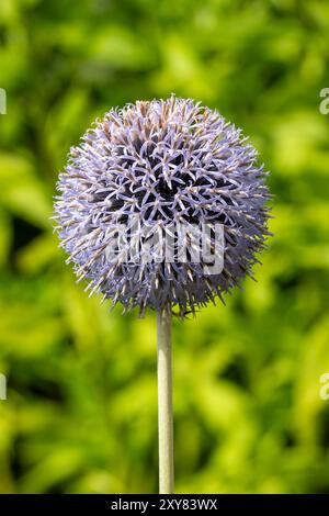 Echinops bannaticus 'Taplow Blue' une plante herbacée à fleurs d'été vivace avec une fleur d'été bleue communément appelée chardon globe, jardin Banque D'Images