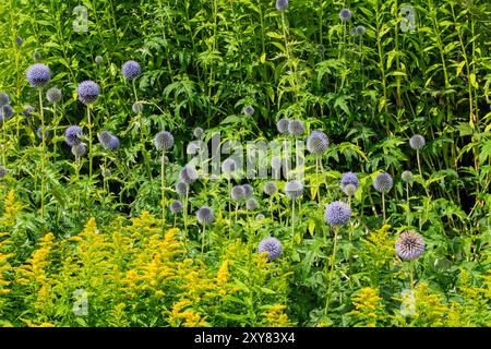 Echinops bannaticus 'Taplow Blue' une plante herbacée à fleurs d'été vivace avec une fleur d'été bleue communément appelée chardon globe, jardin Banque D'Images