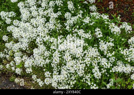 Lobularia maritima 'tapis de neige' une plante annuelle à fleurs d'automne d'été avec une fleur d'été blanche communément appelée alyssum doux, jardin Banque D'Images