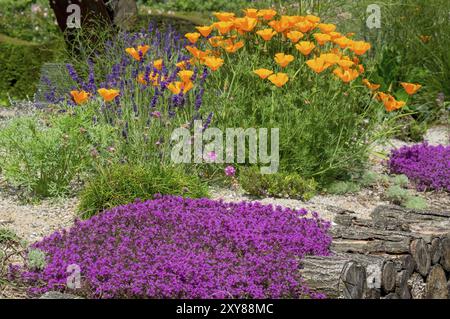 Thym de sable rouge (coccineus), pavot de Californie (Eschscholzia californica) et lavande, jardin éducatif du district de Muensterland, Rhénanie du Nord-Westphalie Banque D'Images