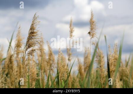 Un beau paysage de nature d'herbe verte luxuriante dans un ciel bleu et nuageux Banque D'Images
