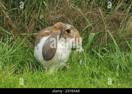 Lapin à oreilles lop dans un pré. Lapin à oreilles lop dans un pré Banque D'Images