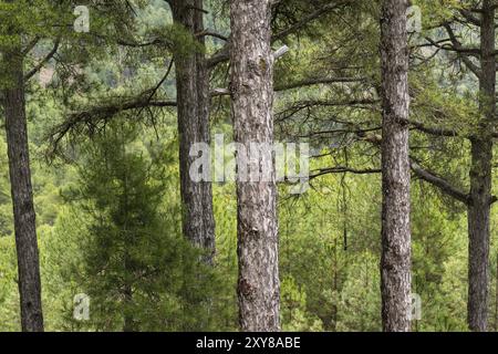 Pino Salgareno, pinus nigra, Parque Natural de las Sierras de Cazorla, Segura y Las Villas, provincia de Jaen, Espagne, Europe Banque D'Images