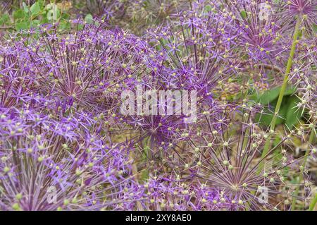 Poireau boule étoile, Allium cristophii, fleurs violettes dans le jardin, oignon persan, boules de fleurs violettes dans le jardin Banque D'Images