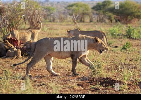 Fierté des lions se nourrissant d'un buffle Banque D'Images