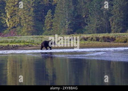 Ours grizzli à Knight Inlet au Canada Banque D'Images