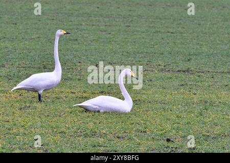 Cygne Whooper sur une prairie. Le Whooper cygne dans un champ en Saxe Banque D'Images