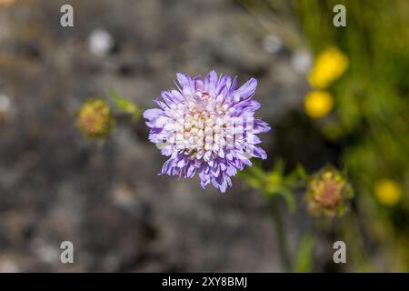 vue d'en haut sur une fleur scabieuse de champ bleu clair avec fond flou foncé Banque D'Images