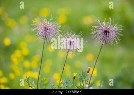 trois pasqueflowers alpins broussailleux avec un fond vert clair flou Banque D'Images