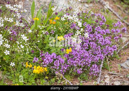 un tapis de petites fleurs violettes de thym sauvage avec d'autres fleurs sauvages Banque D'Images