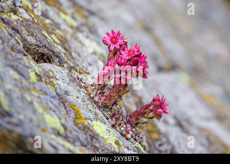 vue de côté sur les fleurs de houseleek roses sur un sol rocheux à la lumière du soleil Banque D'Images