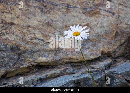 une marguerite alpine solitaire devant un rocher Banque D'Images