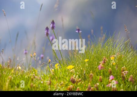 deux fleurs violettes du rampion à feuilles de bétonie sur une prairie verte avec un fond flou Banque D'Images